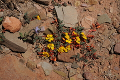 Hoffmannseggia minor