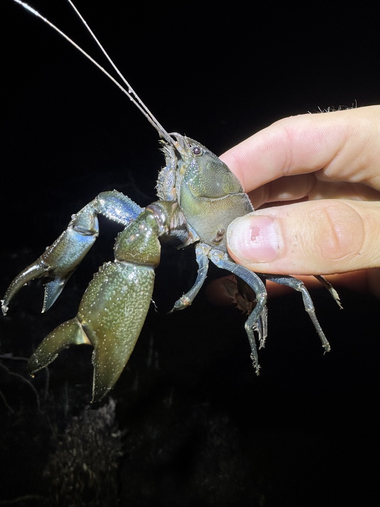 Geocharax falcata