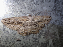 Scioglyptis chionomera