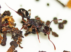 Rhytidoponera victoriae