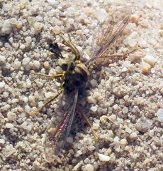 Afroleptomydas