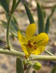 Senna artemisioides coriacea