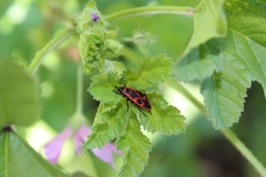 Pyrrhocoris apterus