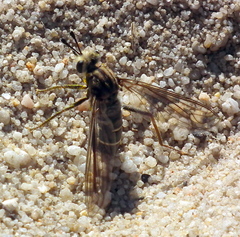 Afroleptomydas