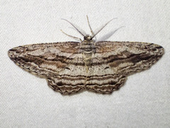 Scioglyptis chionomera