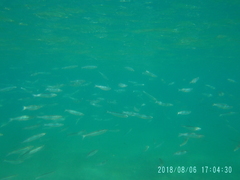 Atherinops affinis