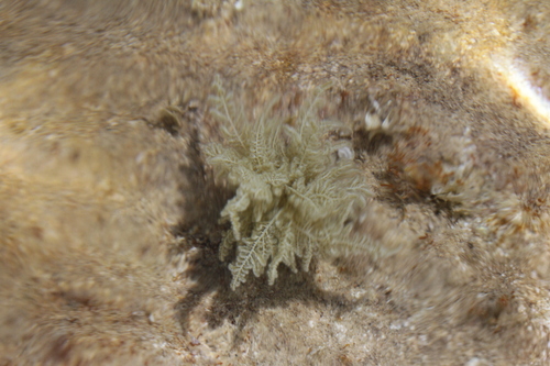 Pink Bush Alga (Wrangelia penicillata)