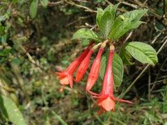 Fuchsia loxensis