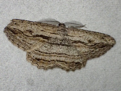 Scioglyptis chionomera