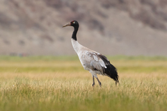 Black-Necked Crane photo 3