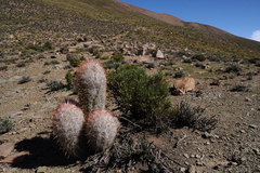 Oreocereus trollii