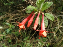Fuchsia loxensis