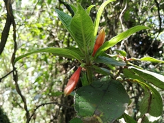 Fuchsia loxensis
