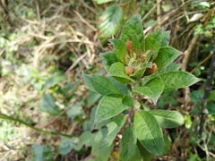 Fuchsia loxensis
