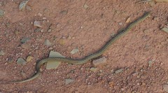 Tachymenis peruviana