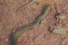 Tachymenis peruviana