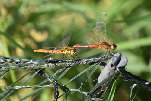 Spotted Darter, Scheerwolde, Nederland, photo 5 of 10