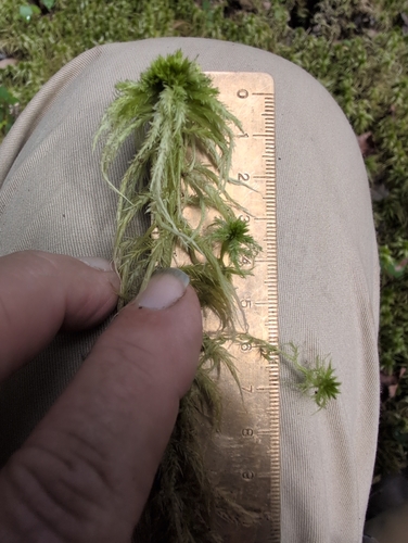 Sphagnum torreyanum, 2025-09-11