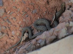 Tachymenis peruviana