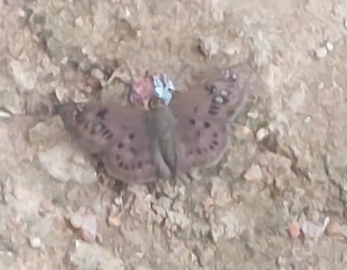 Purple Flat