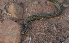 Tachymenis peruviana