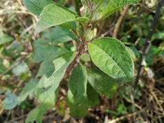 Fuchsia loxensis