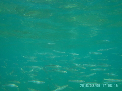 Atherinops affinis