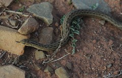 Tachymenis peruviana