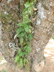 Pleopeltis pleopeltifolia