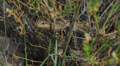 Tachymenis peruviana