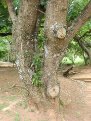 Pleopeltis pleopeltifolia