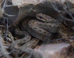 Tachymenis peruviana