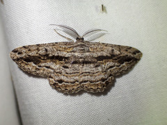 Scioglyptis chionomera