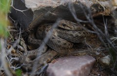 Tachymenis peruviana