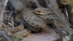 Tachymenis peruviana