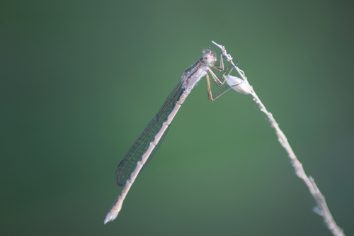 Siberian Winter Damsel, Scheerwolde, Nederland, photo 10 of 10