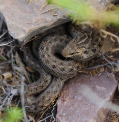 Tachymenis peruviana