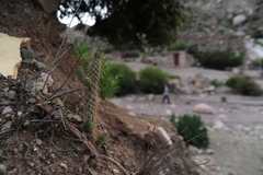 Austrocylindropuntia shaferi