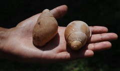 Megalobulimus oblongus