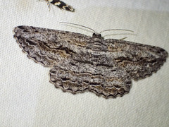 Scioglyptis chionomera