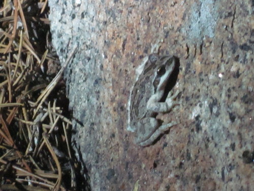 iNaturalist observation photo of Pacific chorus frog