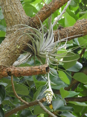 Tillandsia pohliana