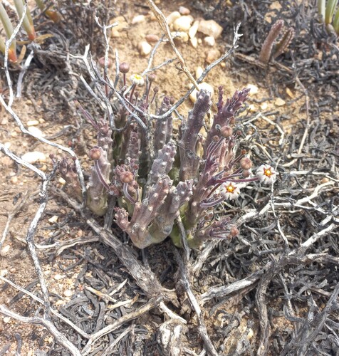 Gonostemon erectiflorus (N.E.Br.) P.V.Heath 4