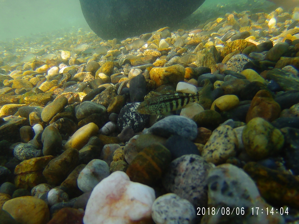 Spotted Sand Bass (Paralabrax maculatofasciatus)