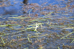 Sparganium hyperboreum