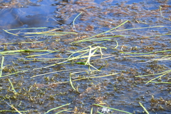 Sparganium hyperboreum