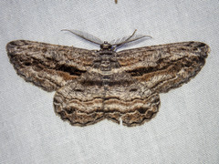 Scioglyptis chionomera