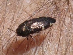 Acmaeodera prorsa