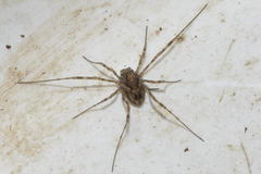 Platybunus pinetorum