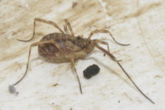 Lophopilio palpinalis